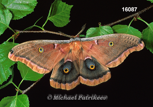 Polyphemus Moth (Antheraea polyphemus)